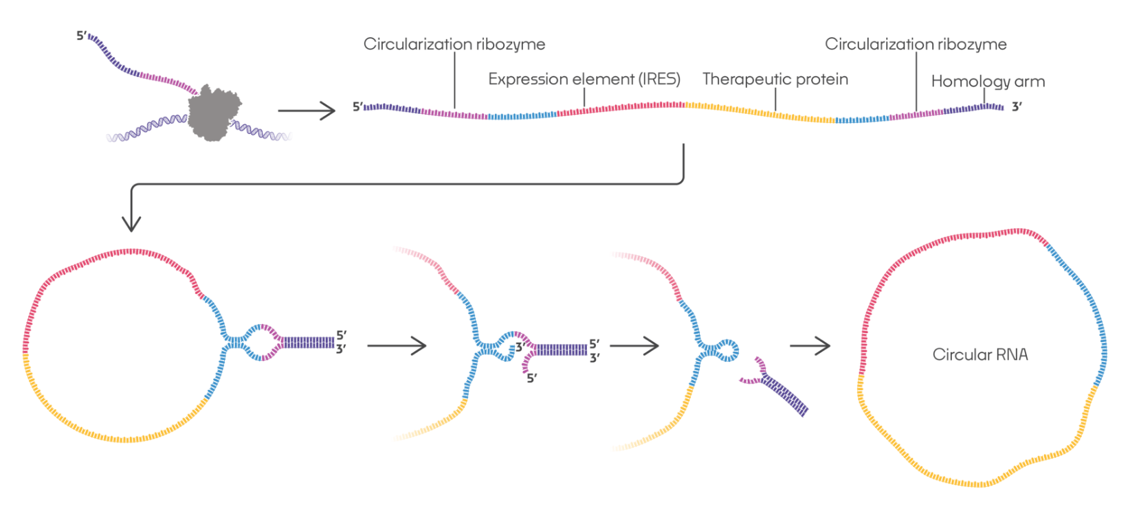 Scientific illustration depicting the circularization of linear RNA